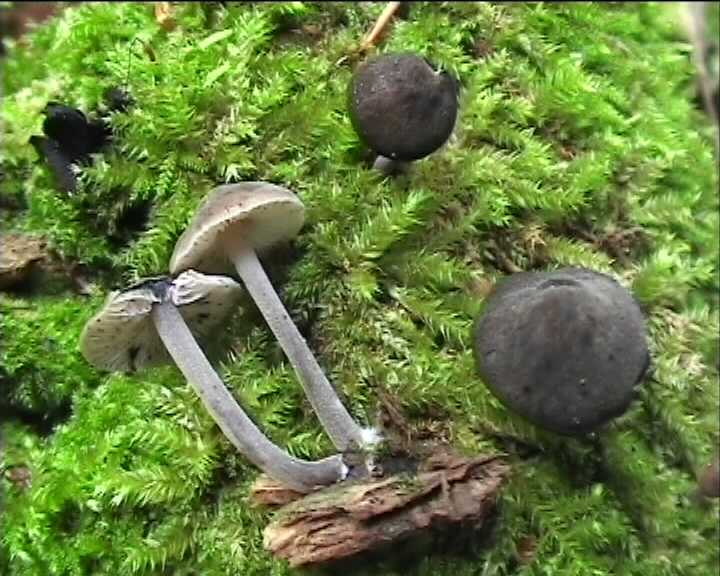 Hydropus atramentosus (Kalchbr.) Kotl. & Pouz.